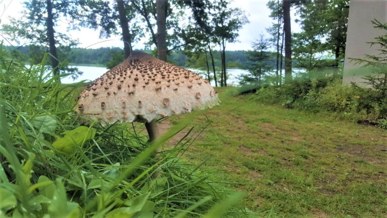 Jw Mazury Domy Wakacyjne Nad Jeziorem-Dom Orzel Waplewo  エクステリア 写真