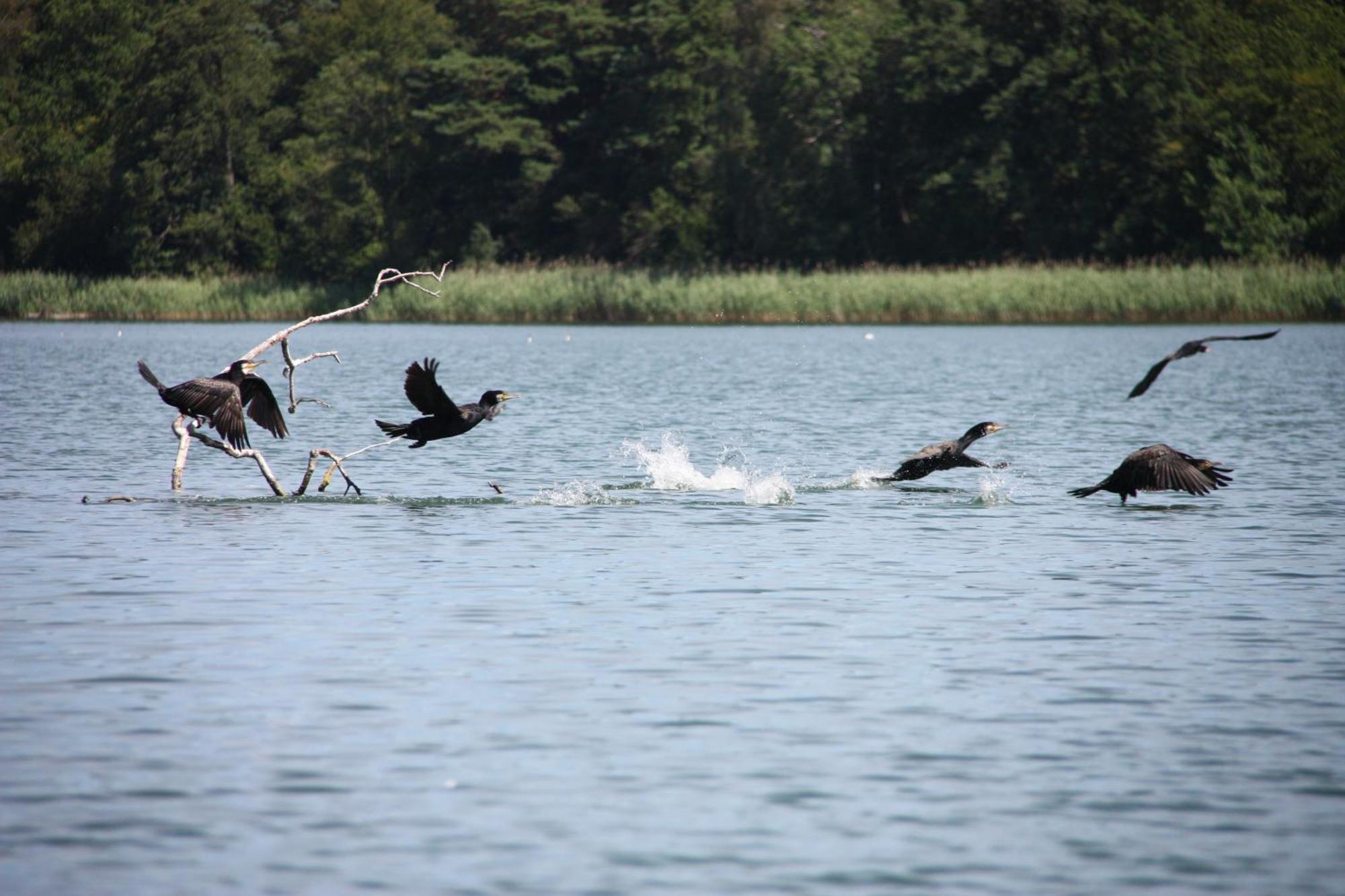 Jw Mazury Domy Wakacyjne Nad Jeziorem-Dom Orzel Waplewo  エクステリア 写真